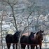 Tende Rando Equestre, des nais