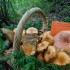 Les champignons sont de sortie