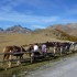 Dernière transhumance de Tend