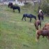 Dernière transhumance de Tend