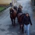 Les chevaux de Tende Rando Equ