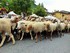 Les Begers Fêtent Leur Saint 