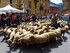 St Roch, la fête des bergers 