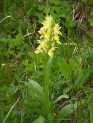 Orchis pallens.