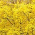 Les couleurs de l'automne.