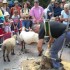 Saint Roch et fête paysanne.