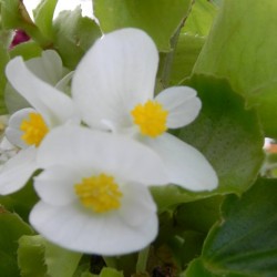 begonia semperflorens blanc