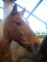 chevaux du club..