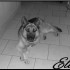 Eliot