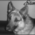 Eliot