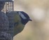 Chickadees feeding in my garde