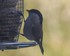 Chickadees feeding in my garde