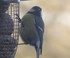 Chickadees feeding in my garde