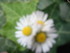 Quelques photo de fleurs artis