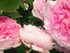 Quelques photo de fleurs artis