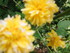 Quelques photo de fleurs artis