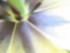 Quelques photo de fleurs artis