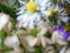 Quelques photo de fleurs artis