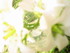 Quelques photo de fleurs artis