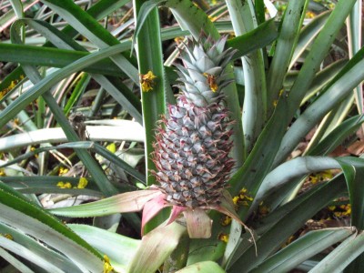 Les ananas poussent à quelques centimètres au-dessus du sol