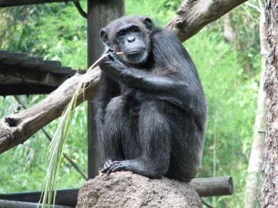 Une des seules espèces de singe capable de se servir d’outils.