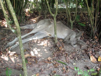 Un kangourou qui fait la sieste (le veinard!)