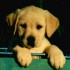 mon future chien