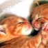 mes future chats