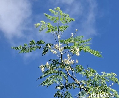Branche d&rsquo;arbre de moringa