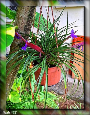 Tillandsia ou Filles de l&rsquo;Air