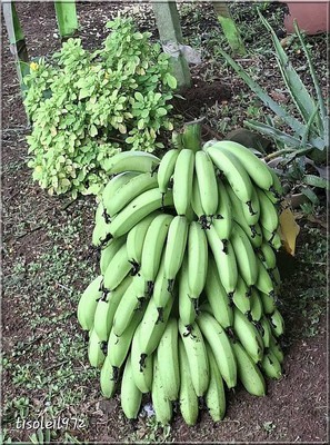 R&eacute;gime de bananes