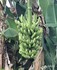 Un regime des bananes