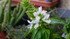 Fleurs de Basilic
