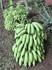 Un régime de bananes
