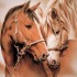 diverses photos de chevaux