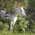 diverses photos de chevaux