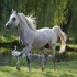 images chevaux