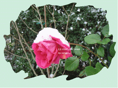 La rose