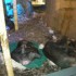 Lincoln Park Zoo