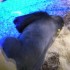 Lincoln Park Zoo