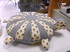 coussin tortue