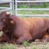 fête du boeuf à Païta