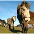 Le Eriskay