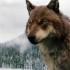 Nouvelles photos des loups dans Breaking