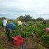 Les vendanges de la vigne du s