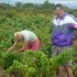 Les vendanges de la vigne du s