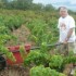 Les vendanges de la vigne du s