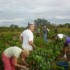 Les vendanges de la vigne du s