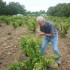 Les vendanges de la vigne du s