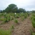 Les vendanges de la vigne du s